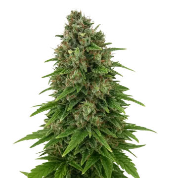 plante de cannabis Hindu Kush Auto