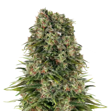 plante de cannabis Hindu Kush