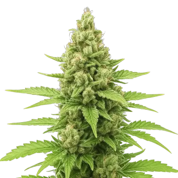 plante de cannabis Humboldt Auto