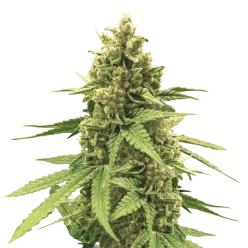 plante de cannabis Humboldt