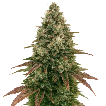 plante de cannabis Ice Cream Cake Auto