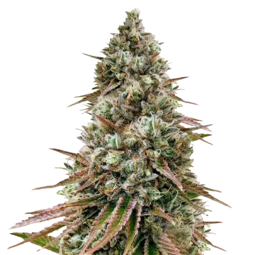 plante de cannabis Ice Cream Cake
