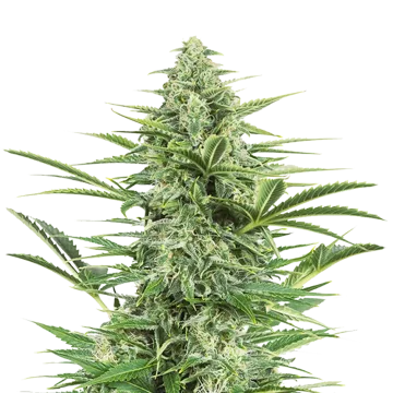 plante de cannabis Island Sweet Skunk