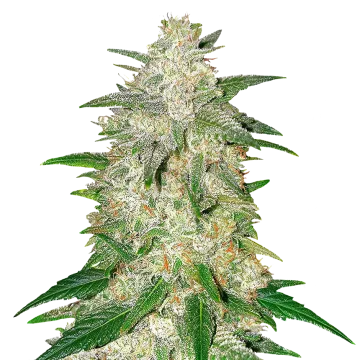 plante de cannabis Italian Ice