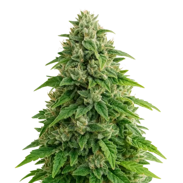 plante de cannabis Jack Herer Auto