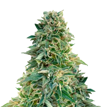 plante de cannabis Jack Herer