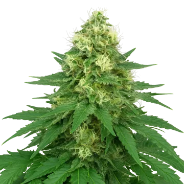 plante de cannabis Jack Widow Auto
