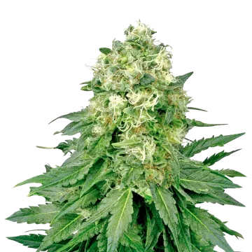 plante de cannabis Jack Widow