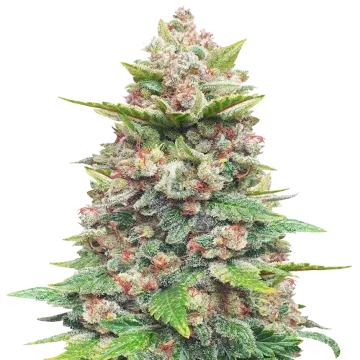 plante de cannabis Jealousy