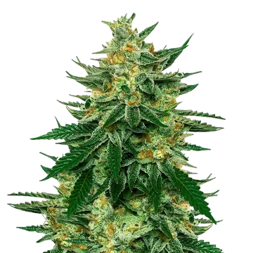 plante de cannabis Jet Fuel