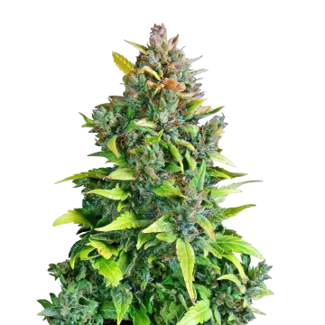 plante de cannabis Kali Mist