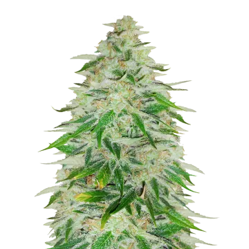 plante de cannabis Khalifa Kush