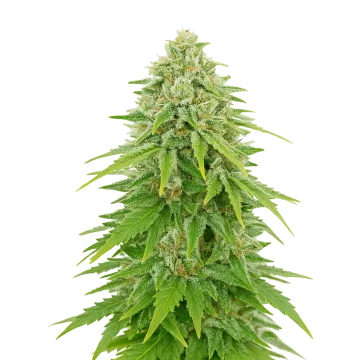 plante de cannabis Khalifa Kush Auto