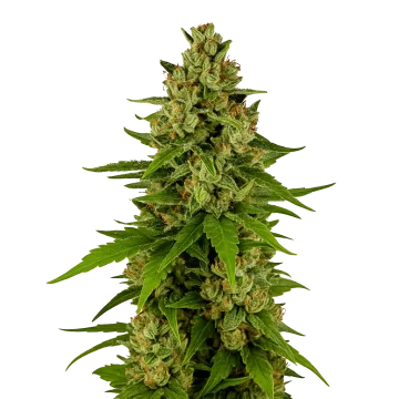 plante de cannabis Kiwi Kush Auto
