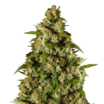 plante de cannabis Kiwi Kush
