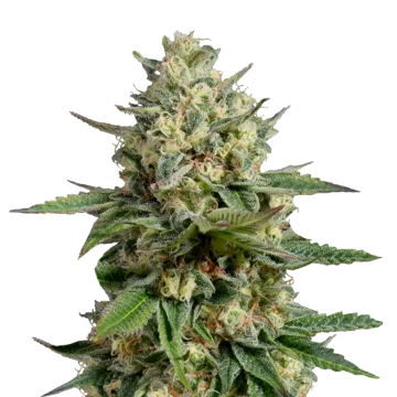 plante de cannabis Kosher Kush