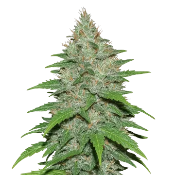 plante de cannabis LA Confidential Auto