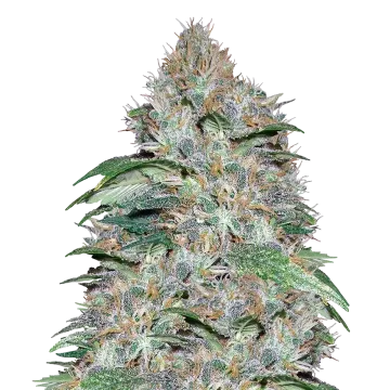 plante de cannabis LA Confidential