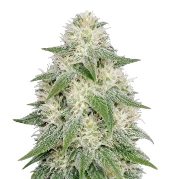 plante de cannabis Lamb's Bread Auto