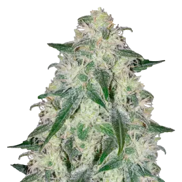plante de cannabis Lamb's Bread