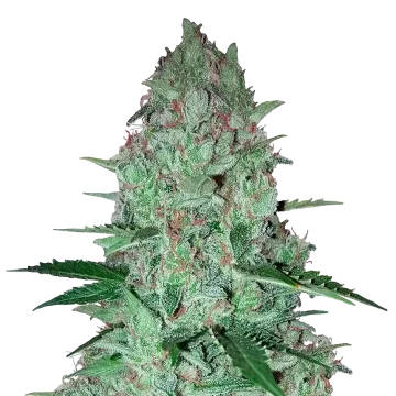plante de cannabis Larry OG