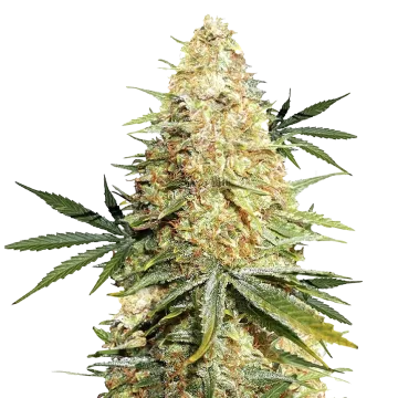 plante de cannabis Legend OG