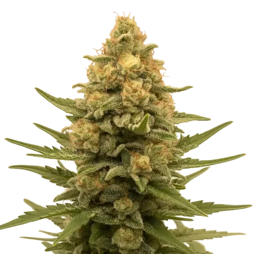 plante de cannabis Lemon Auto