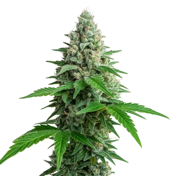 plante de cannabis Lemon Cherry Gelato Auto