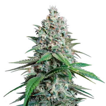Lemon Cherry Gelato