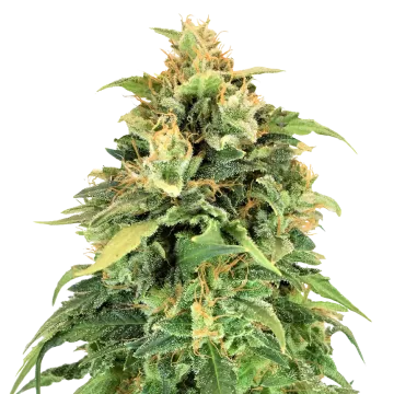 plante de cannabis Lemon Skunk