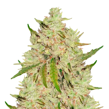 plante de cannabis Lemon Tree