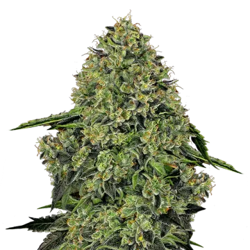 plante de cannabis Lithium OG Kush