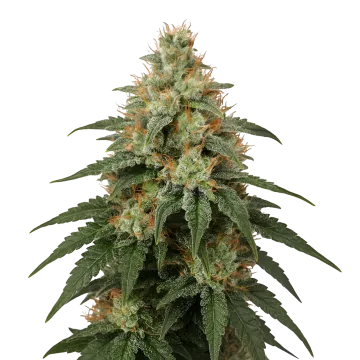plante de cannabis London Pound Cake