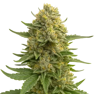 plante de cannabis Love Potion Auto
