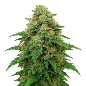 plante de cannabis Lowryder Auto