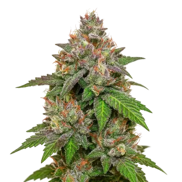 LSD Auto