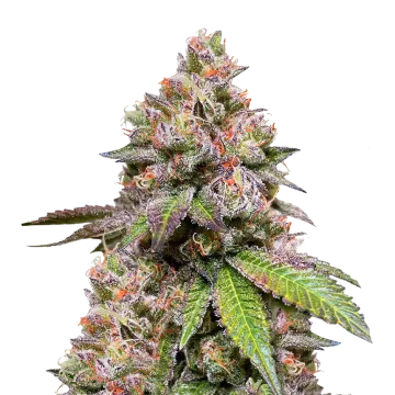 plante de cannabis LSD