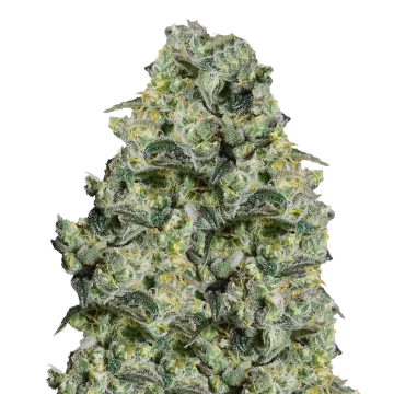 plante de cannabis MAC 1