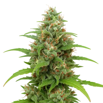 plante de cannabis Magnum Auto