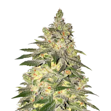 plante de cannabis Mamba Negra CBD