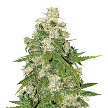 plante de cannabis Mamba Negra CBG