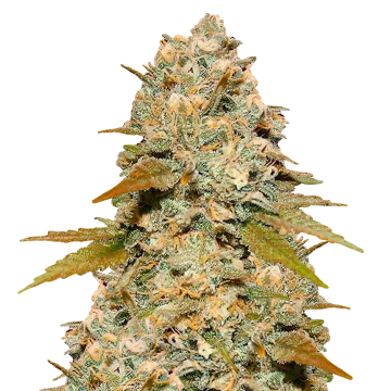 plante de cannabis Maple Leaf