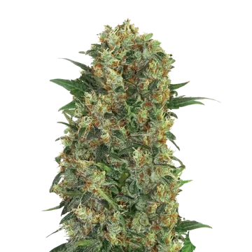 plante de cannabis Master Kush