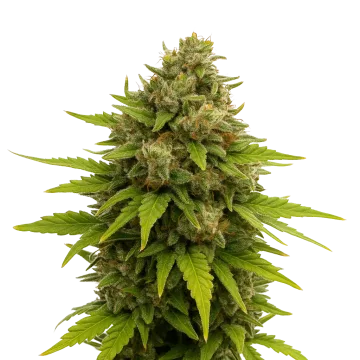 plante de cannabis Maui Waui Auto