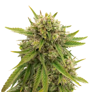 plante de cannabis Maui Waui