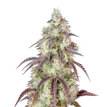 plante de cannabis Mendo Breath