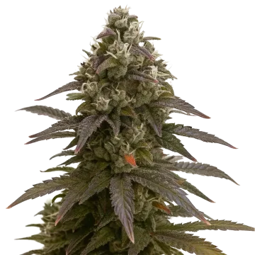 plante de cannabis Mimosa Auto