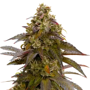 plante de cannabis Mimosa
