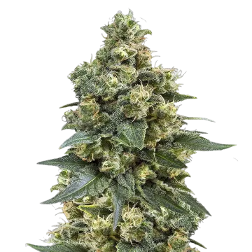 plante de cannabis MK Ultra