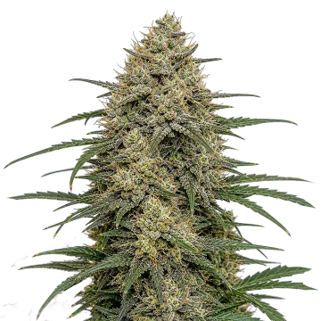 plante de cannabis Moby Dick